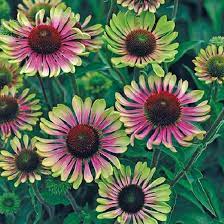 Echinacea Coneflower Green Twister Perennial Xxl Supersize Plug Plants Pack X3 South Eastern Horticultural Flowers Perennials Echinacea Flower Seeds