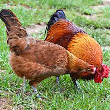 Breeds Of Chickens From A To Z Star Milling Co