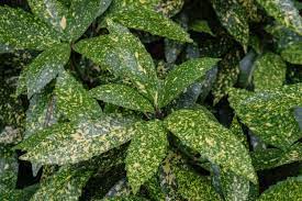 Outdoors, the plant can grow up to 10 feet tall. Aucuba Japonica Wikipedia