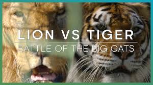 Lion Vs Tiger Difference And Comparison Diffen