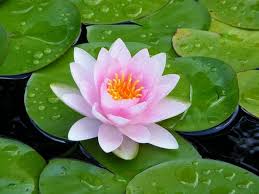 We did not find results for: 10 Jenis Tanaman Air Nama Ciri Ciri Gambar Dan Penjelasannya