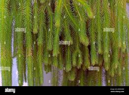 Image result for Eriosema flexuosum