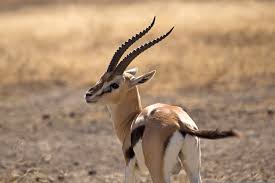 The machine is designed to. Thomson S Gazelle Facts Speed Habitat Diet More