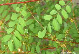 Image result for Indigofera wentzeliana