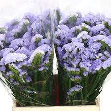 Statice Donau Birds Is A Beautiful Lilac Filler Flower A Pretty Pastel Flower Suitable For Inclusion Dried Flower Arrangements October Flowers Dried Flowers