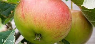 They both have their advantages and disadvantages that should be considered when you're looking to purchase a tree or trees. How To Choose The Right Apple Tree For Your Garden