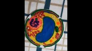 A small or medium sized styrofoam ball. Making A Plant Cell Using Clay Youtube