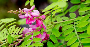 Image result for Indigofera antunesiana
