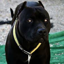 Most powerful and dangerous pitbull dogs | pitbull terrier. Ab6e29dab10a524cf0b91dbaa2609921 Jpg 1430 1427 Dogs Pitbull Terrier Pitbulls