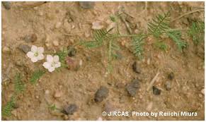 Image result for Xenostegia pinnata