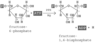 Glycolysis Explained In 10 Easy Steps With Diagrams