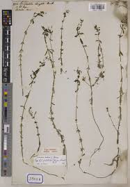 Image result for Limnophila indica