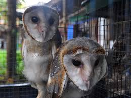 Check spelling or type a new query. Ramainya Pasty Di Yogyakarta Jual Burung Hantu Hingga Ulat