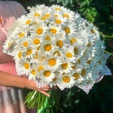 Image result for foto Kopretina