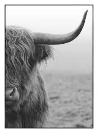 Bild Highlander Bh 50x70 Cm Schottisches Hochlandrind Bild Grau Bilder