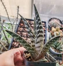 Image result for Aloe canis