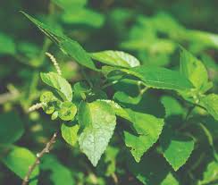 Image result for Acalypha chirindica