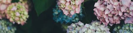 Send flowers for any occasion. Rachel Castro Client Services Director Misfit Linkedin