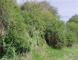 Image result for Loxodera bovonei