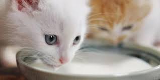 Selain itu susu beruang juga rendah akan kandungan laktosa, sehingga sangat nyaman untuk lambung dan tidak menimbulkan masalah pencernaan untuk. 5 Pilihan Susu Untuk Bayi Kucing Dan Cara Memberikannya Pintarpet
