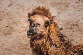 To date, the main criteria for the separation of families are 9 Animals That Are Surprisingly Legal To Own In Michigan