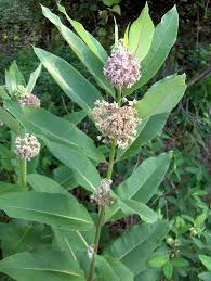 Is milkweed an invasive weed? Asclepias Syriaca Wikipedia