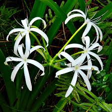 Image result for Crinum rautanenianum