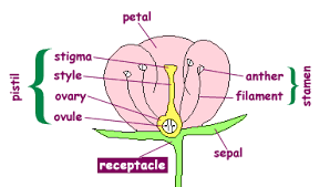 Receptacle Plant Google Search Parts Of A Flower Diagram Of A Flower Parts Of A Plant