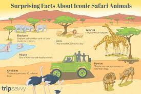 All animals on the trophy hunting list are available for legal hunting only. 10 Weird And Wonderful Facts About African Animals