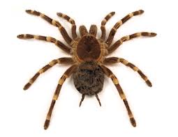 Spider Bites In Australia Identification First Aid And