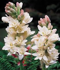 Explore more searches like sweet smelling flowers. The Pearl Tuberose Seeds And Plants Annual Flower Garden At Burpee Com Night Blooming Flowers Bulb Flowers Planting Flowers