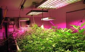 Looking for led grow lights for your indoor garden? Tips For Choosing The Best Led Grow Lights For Your Indoor Garden