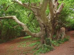 Yggdrasil is attested in the poetic edda compiled in the 13th century from earlier traditional sources. Ash Tree
