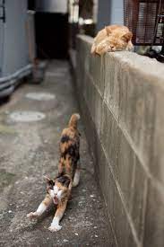 50 amazing photos from cat heaven island in japan 犬と猫 おもしろネコちゃん 猫