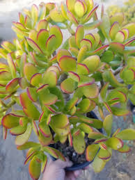 Image result for Crassula alticola