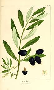 Resultats De La Recherche Olive Arbres Amerique Du Nord 2283 Olivier Olive Tree Olea Eur Illustration Botanique Vintage Dessin Botanique Dessin Arbre