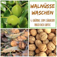 Walnüsse ernten / sammeln ende september ist es soweit: Walnusse Waschen 4 Grunde Zum Saubern Nach Der Ernte Walnusse Trocknen Walnuss Ernte