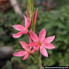 Image result for Hesperantha