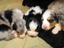 Sunnyrain australian shepherds are breeders dedicated to the preservation of the pure bred australian shepherds. Australian Shepherd Puppies For Sale Cincinnati Oh