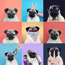 Rounded neon multicolored lines background looped animation hd | free version. The Many Faces Of Pugs Haaaa Hewan Anjing