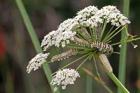 Image result for Apiaceae
