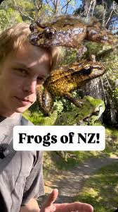 I am so sorry for saying ‘considered’ 4 times in 10 seconds 🤦‍♂️, The  three endemic frogs of Aotearoa New Zealand! 🐸🐸🐸, There are some VERY  unique frogs here that don’t follow any of the typical frog ...
