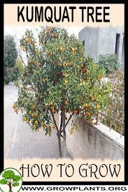 Maybe you would like to learn more about one of these? Kumquat Tree How To Grow Care