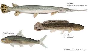 holostean fish fish animals britannica