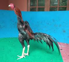 Cara merawat ayam pukul saraf. 100 Gambar Ayam Khoytrad Gambar Pixabay