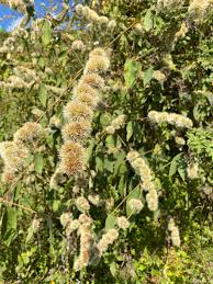 Image result for Cyathula polycephala