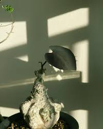 Image result for Adenia stolzii