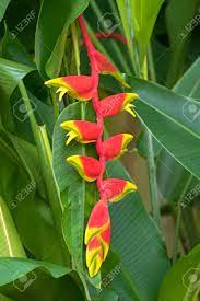 Closeup Photo Of Heliconia Rostrata Flower Hanging Lobster Claw Stock Photo Picture And Royalty Free Image Image 69783992