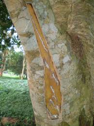 Image result for Scorodophloeus