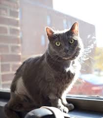 Get emergency medical help if you have signs of an allergic reaction: Pennvet Radioactive Cats